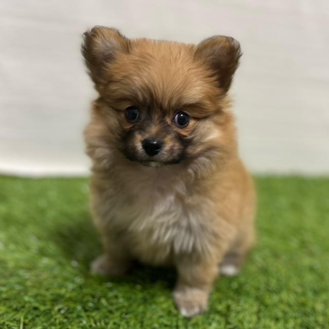 animal_image