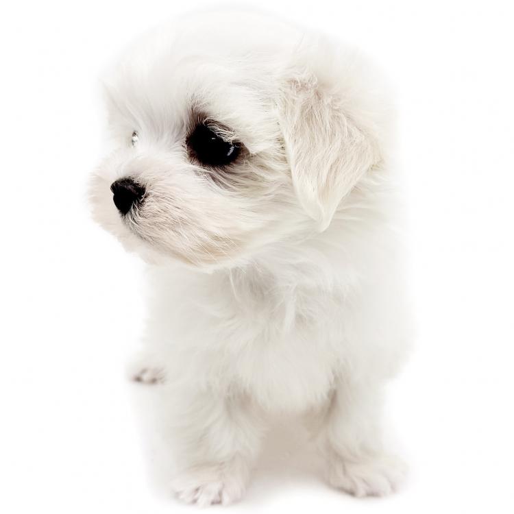 animal_image