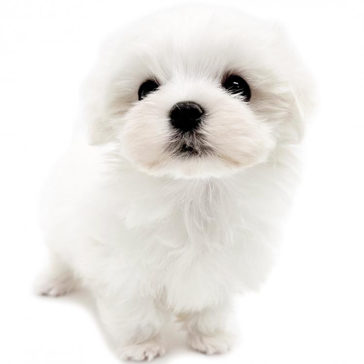 animal_image