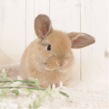 animal_image