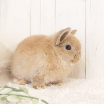 animal_image