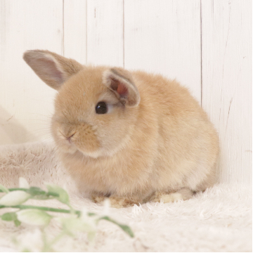 animal_image