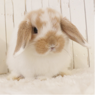 animal_image