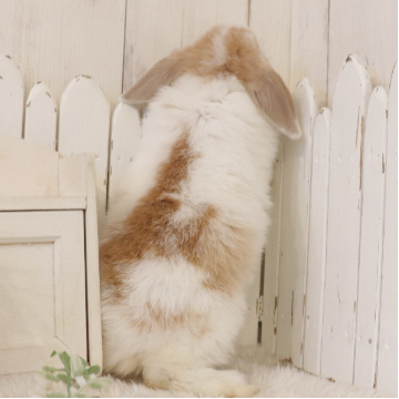 animal_image