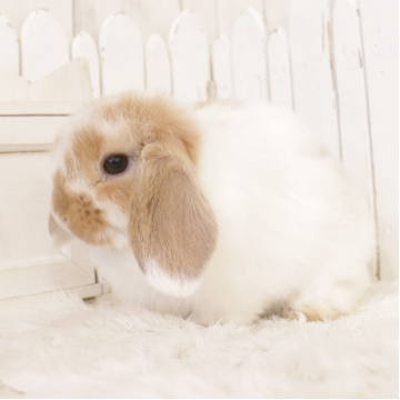 animal_image