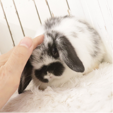 animal_image