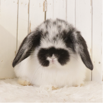 animal_image
