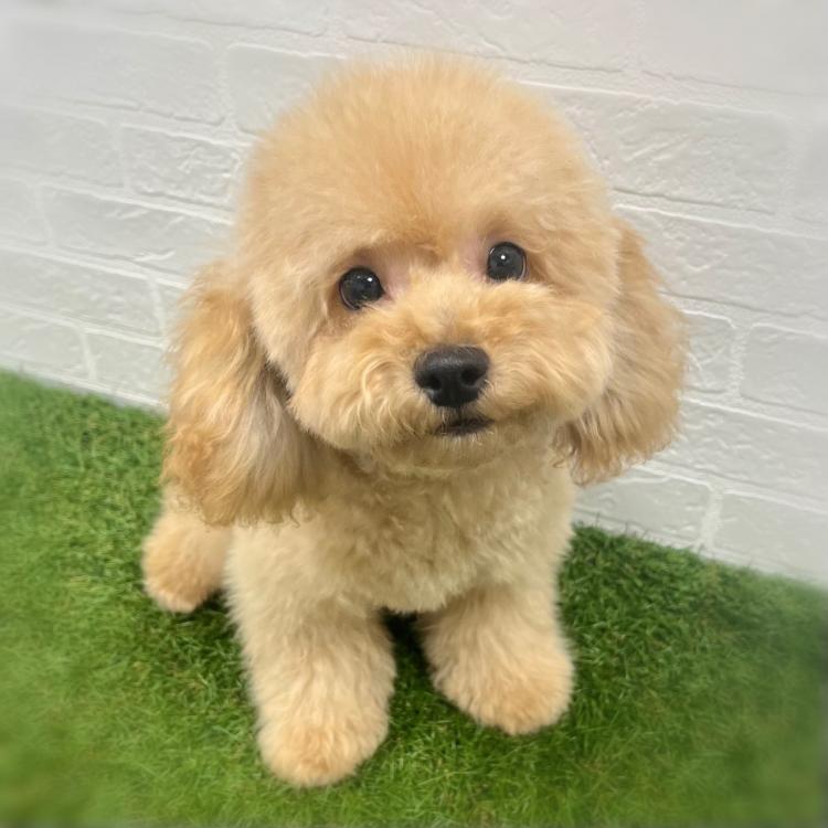 animal_image
