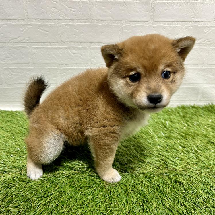 animal_image
