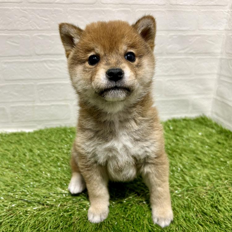 animal_image