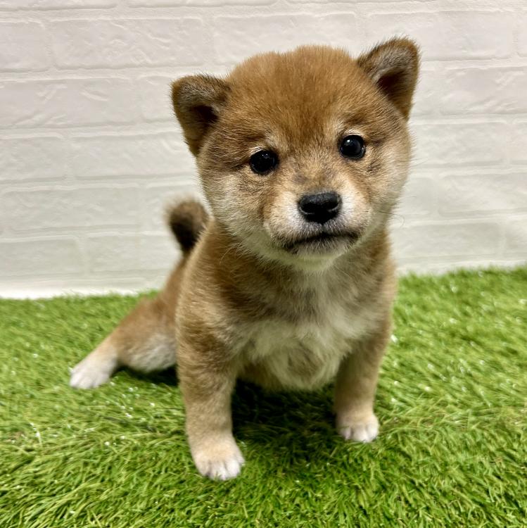 animal_image