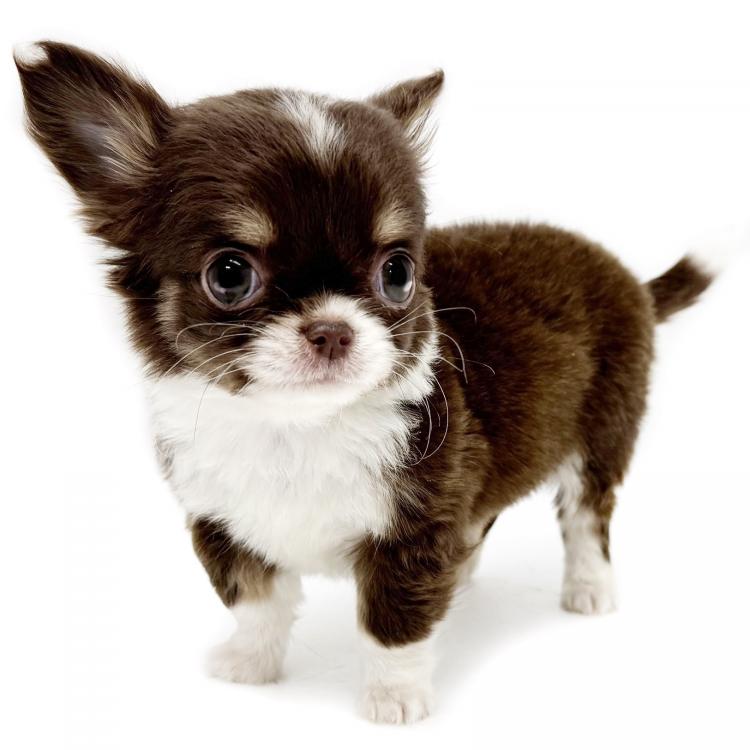 animal_image