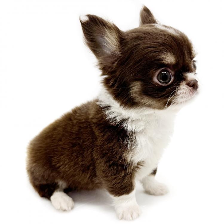 animal_image