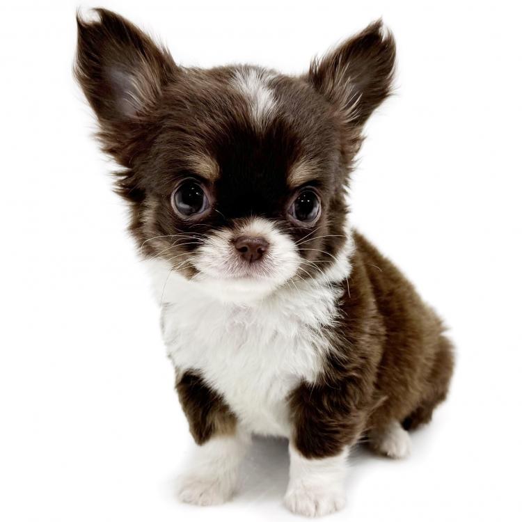 animal_image