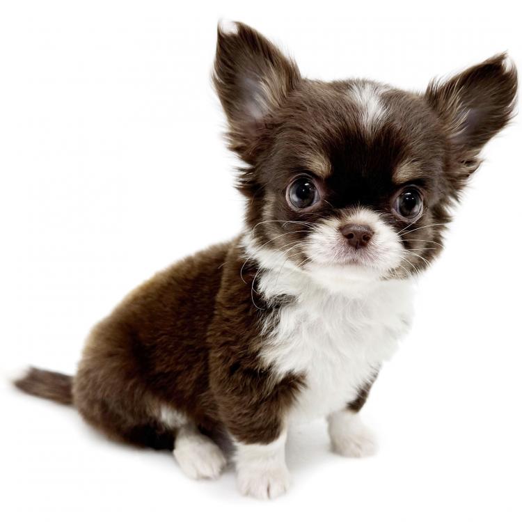 animal_image