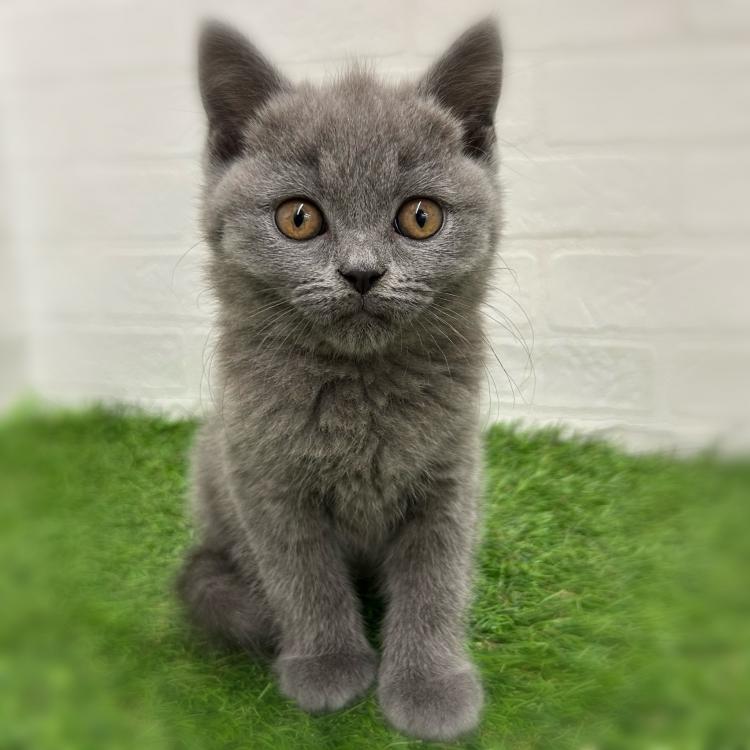 animal_image
