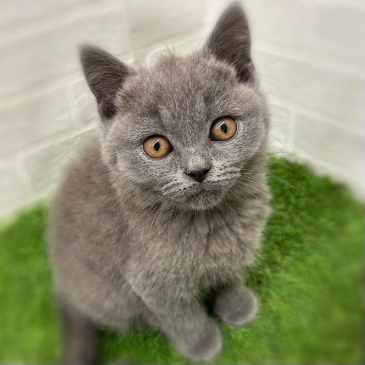 animal_image