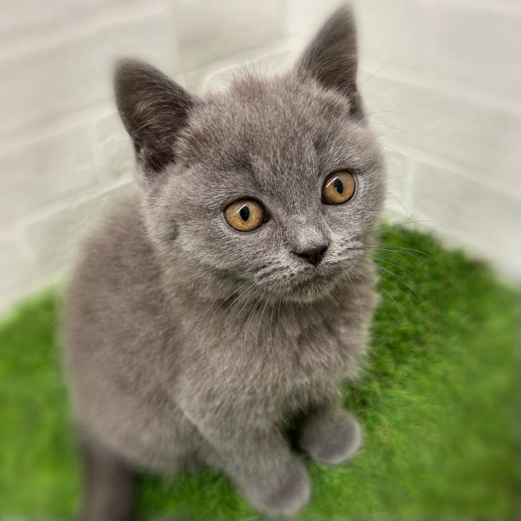 animal_image