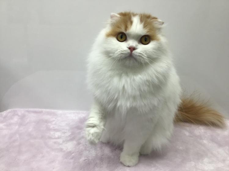 animal_image