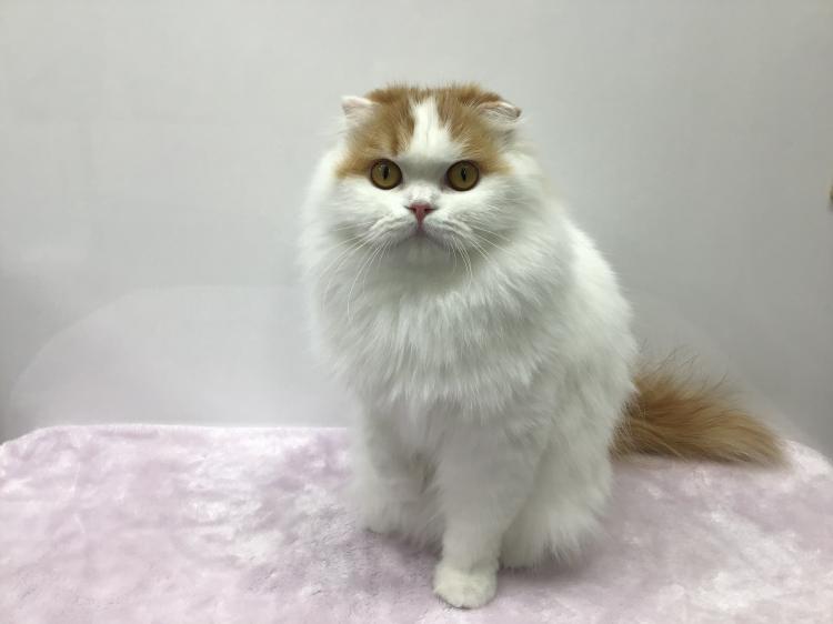 animal_image