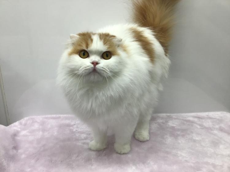 animal_image