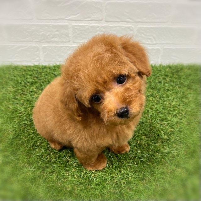 animal_image