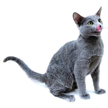 animal_image