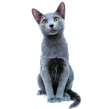animal_image