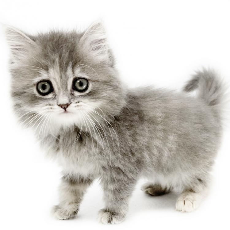 animal_image
