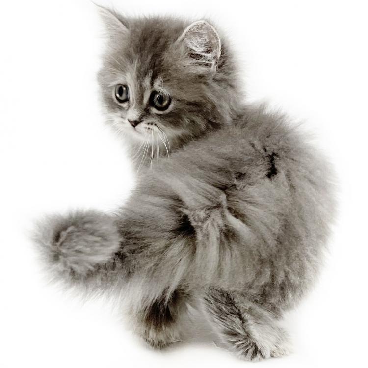 animal_image