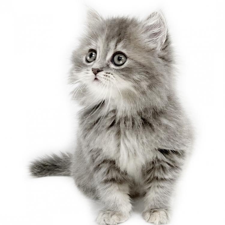 animal_image