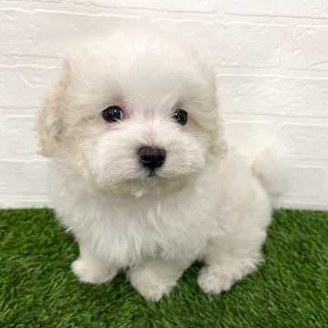 animal_image