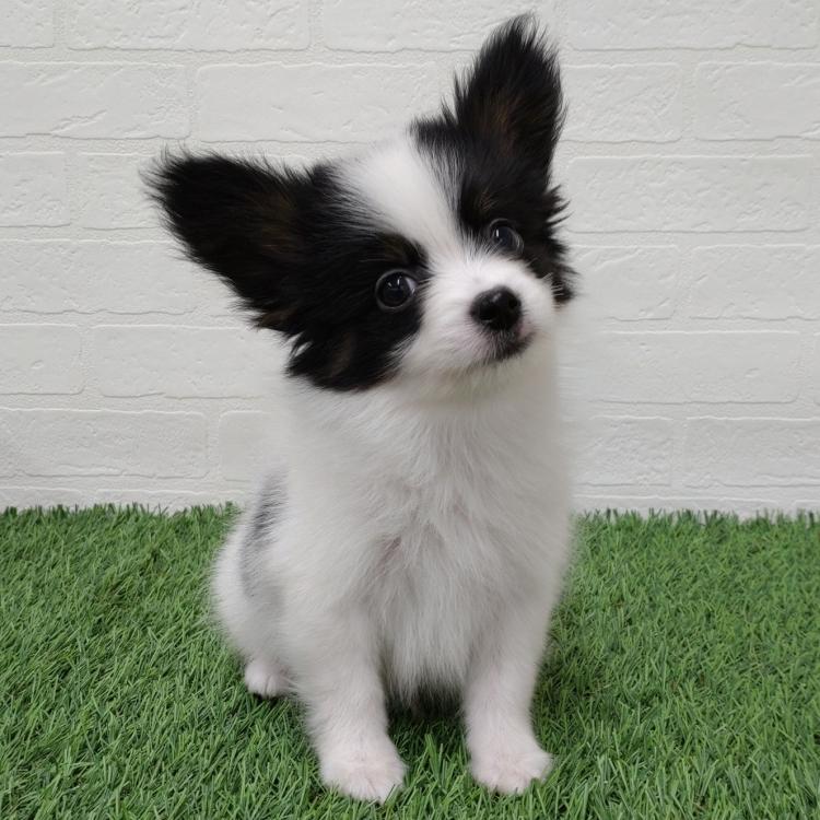 animal_image
