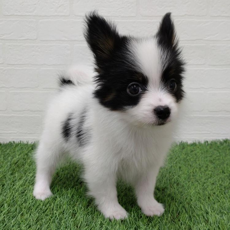 animal_image