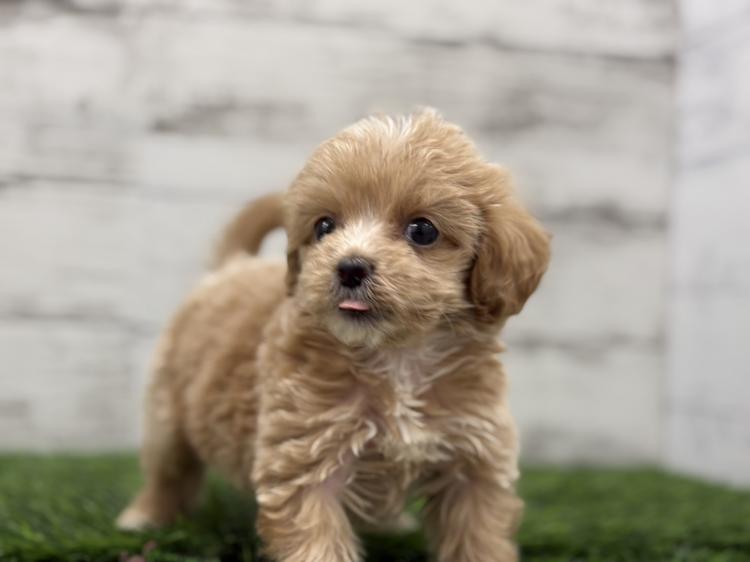 animal_image