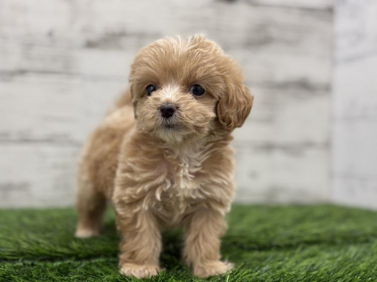 animal_image