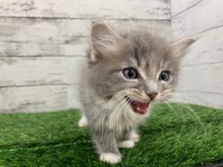 animal_image
