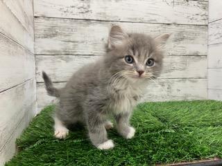 animal_image