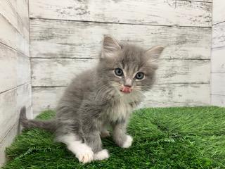 animal_image