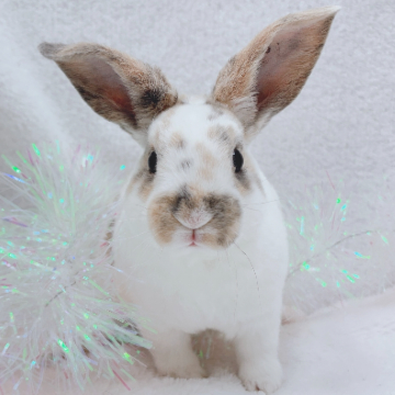 animal_image