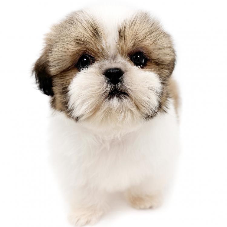 animal_image