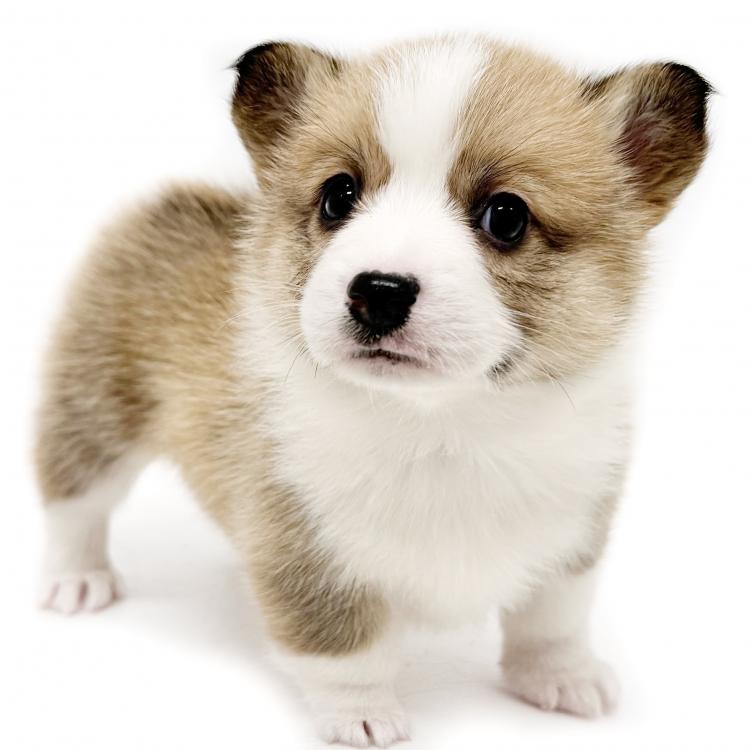 animal_image
