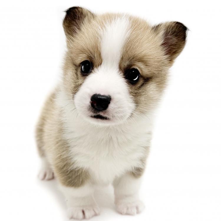 animal_image