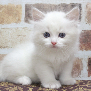 animal_image