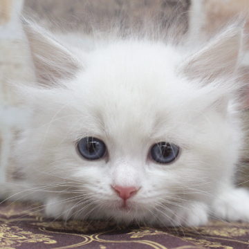 animal_image