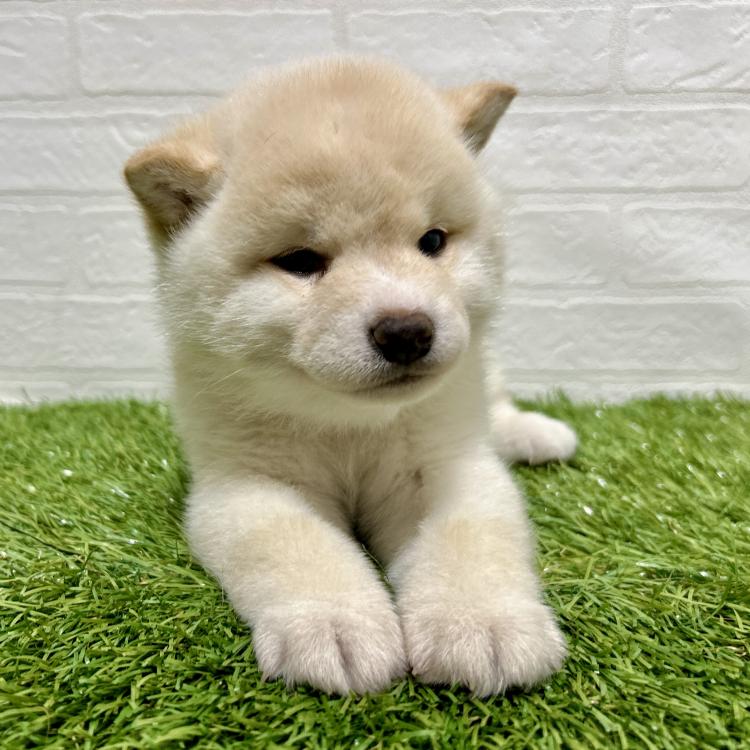 animal_image