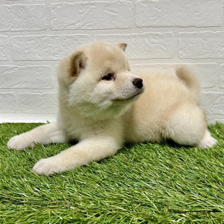 animal_image