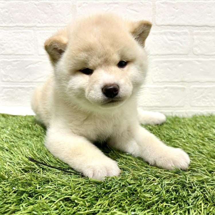 animal_image
