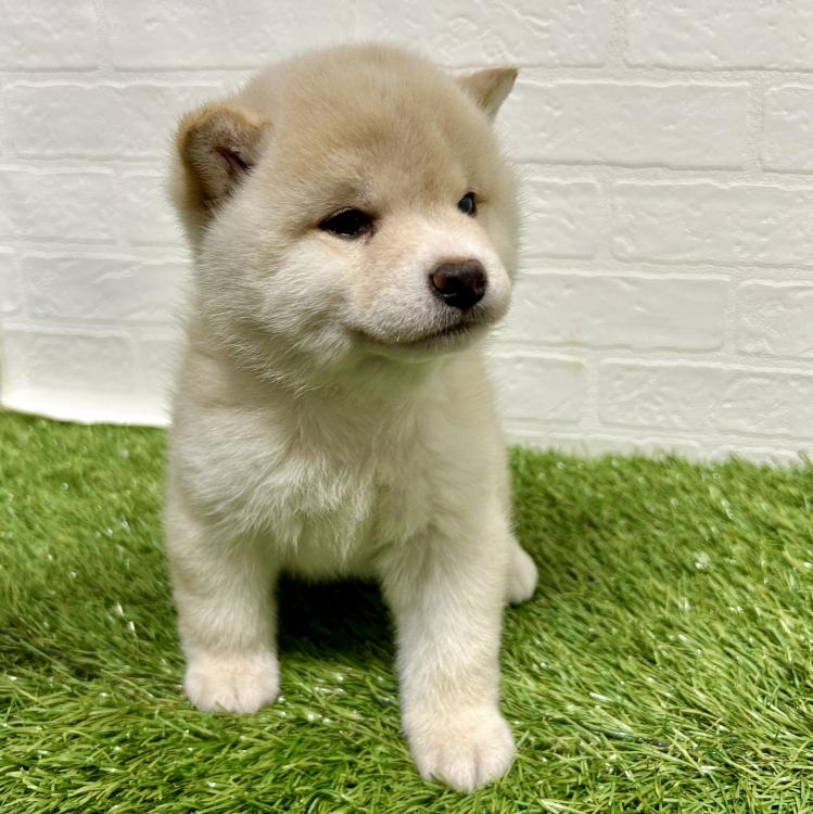 animal_image