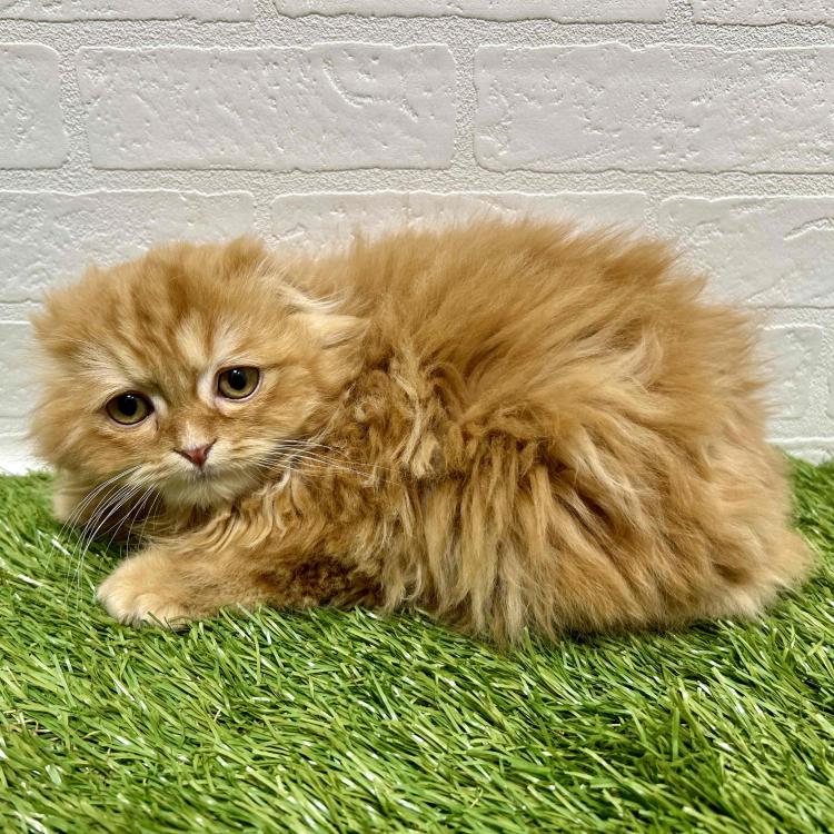 animal_image